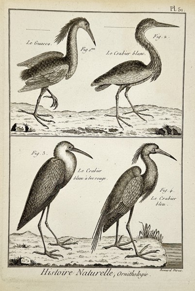 Robert Benard (1734–1777) – Natural History: Ornithological Studies of Herons and Bitterns – Engraving (c. 1770–1780)
