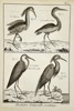 Robert Benard (1734–1777) – Natural History: Ornithological Studies of Herons and Bitterns – Engraving (c. 1770–1780)