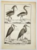 Robert Benard (1734–1777) – Natural History: Ornithological Studies of Herons and Bitterns – Engraving (c. 1770–1780)