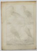 Robert Benard (1734–1777) – Natural History: Ornithological Studies of Herons and Bitterns – Engraving (c. 1770–1780)