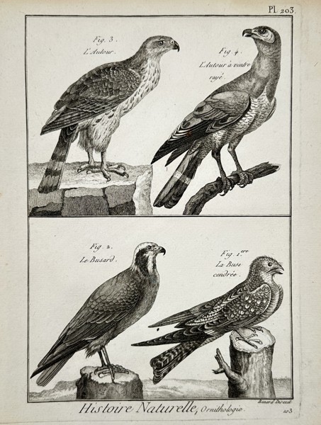 Robert Benard (1734–1777) – Natural History: Ornithological Studies of Hawks and Buzzards – Engraving (c. 1770–1780)