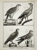 Robert Benard (1734–1777) – Natural History: Ornithological Studies of Hawks and Buzzards – Engraving (c. 1770–1780)