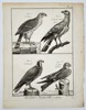 Robert Benard (1734–1777) – Natural History: Ornithological Studies of Hawks and Buzzards – Engraving (c. 1770–1780)