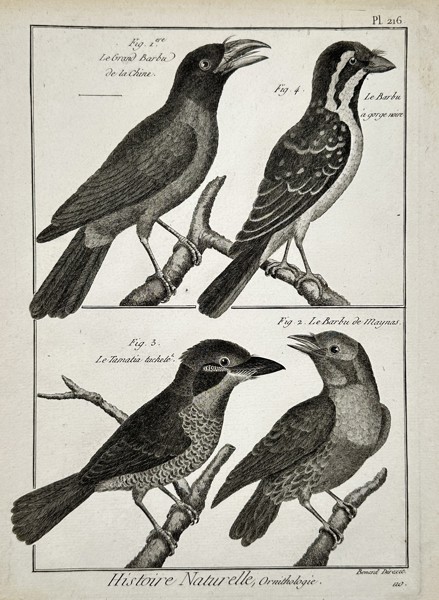 Robert Benard (1734–1777) – Natural History: Ornithological Studies of Barbets and Puffbirds – Engraving (c. 1770–1780)