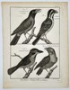 Robert Benard (1734–1777) – Natural History: Ornithological Studies of Barbets and Puffbirds – Engraving (c. 1770–1780)