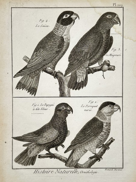 Robert Benard (1734–1777) – Natural History: Ornithological Studies of Parrots and Caicas – Engraving (c. 1770–1780)