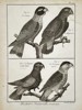 Robert Benard (1734–1777) – Natural History: Ornithological Studies of Parrots and Caicas – Engraving (c. 1770–1780)