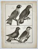 Robert Benard (1734–1777) – Natural History: Ornithological Studies of Parrots and Caicas – Engraving (c. 1770–1780)