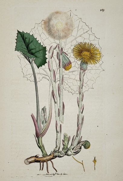 James Sowerby (1757–1822) – Botanical Study of Coltsfoot (Tussilago farfara) – Hand-coloured etching (1797)