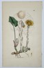 James Sowerby (1757–1822) – Botanical Study of Coltsfoot (Tussilago farfara) – Hand-coloured etching (1797)