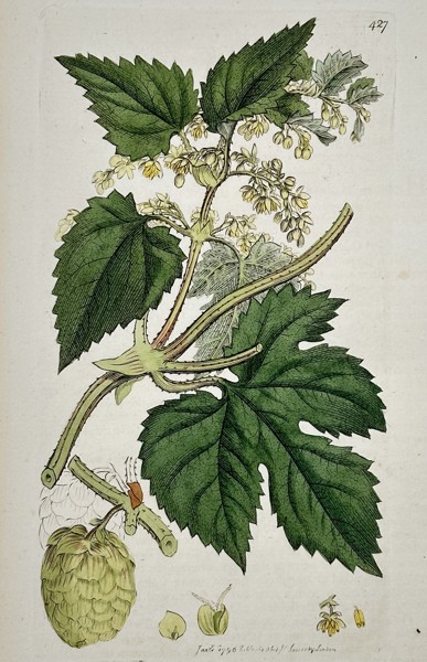 James Sowerby (1757–1822) – Botanical Study of Common Hop (Humulus lupulus) – Hand-coloured etching (1797)