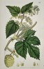 James Sowerby (1757–1822) – Botanical Study of Common Hop (Humulus lupulus) – Hand-coloured etching (1797)