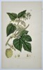 James Sowerby (1757–1822) – Botanical Study of Common Hop (Humulus lupulus) – Hand-coloured etching (1797)