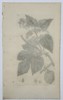 James Sowerby (1757–1822) – Botanical Study of Common Hop (Humulus lupulus) – Hand-coloured etching (1797)