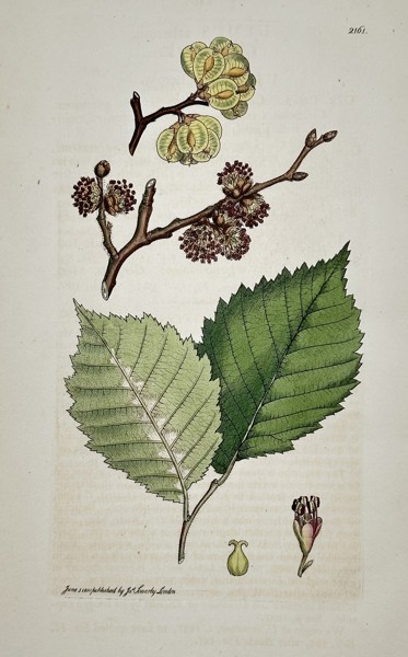 James Sowerby (1757–1822) – Botanical Study of Wych Elm (Ulmus glabra) – Hand-coloured etching (1810)