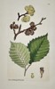 James Sowerby (1757–1822) – Botanical Study of Wych Elm (Ulmus glabra) – Hand-coloured etching (1810)