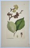 James Sowerby (1757–1822) – Botanical Study of Wych Elm (Ulmus glabra) – Hand-coloured etching (1810)