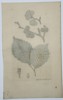 James Sowerby (1757–1822) – Botanical Study of Wych Elm (Ulmus glabra) – Hand-coloured etching (1810)