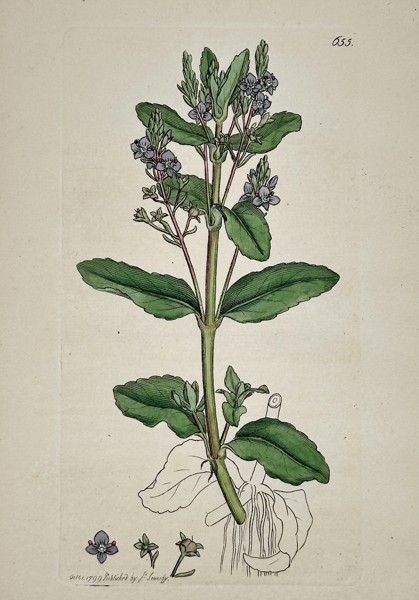 James Sowerby (1757–1822) – Botanical Study of Water Speedwell (Veronica anagallis-aquatica) – Hand-coloured etching (1799)