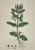 James Sowerby (1757–1822) – Botanical Study of Water Speedwell (Veronica anagallis-aquatica) – Hand-coloured etching (1799)