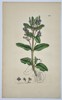 James Sowerby (1757–1822) – Botanical Study of Water Speedwell (Veronica anagallis-aquatica) – Hand-coloured etching (1799)