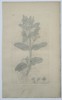 James Sowerby (1757–1822) – Botanical Study of Water Speedwell (Veronica anagallis-aquatica) – Hand-coloured etching (1799)