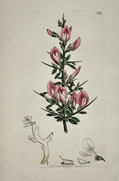 James Sowerby (1757–1822) – Botanical Study of Common Restharrow (Ononis arvensis) – Hand-coloured etching (1800)
