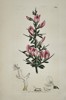 James Sowerby (1757–1822) – Botanical Study of Common Restharrow (Ononis arvensis) – Hand-coloured etching (1800)
