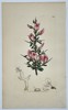 James Sowerby (1757–1822) – Botanical Study of Common Restharrow (Ononis arvensis) – Hand-coloured etching (1800)