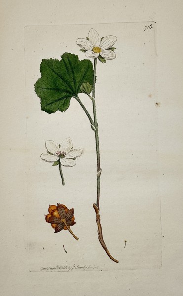 James Sowerby (1757–1822) – Botanical Study of Cloudberry (Rubus chamaemorus) – Hand-coloured etching (1800)