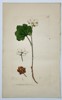 James Sowerby (1757–1822) – Botanical Study of Cloudberry (Rubus chamaemorus) – Hand-coloured etching (1800)