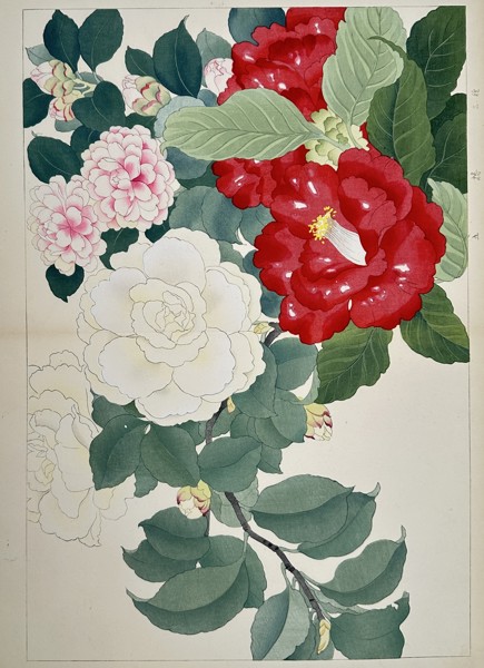 Tanigami Konan (1879–1928) – Camellias in Bloom – Woodblock print (1923)