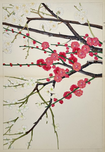 Tanigami Konan (1879–1928) – Flowering Plum Branches – Woodblock print (1923)