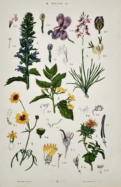 Gustav von Hayek (1836–1911) – Botanical Study of Flowering Plants – Chromolithograph (c. 1885)