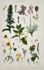 Gustav von Hayek (1836–1911) – Botanical Study of Flowering Plants – Chromolithograph (c. 1885)