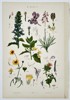 Gustav von Hayek (1836–1911) – Botanical Study of Flowering Plants – Chromolithograph (c. 1885)