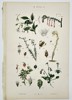 Gustav von Hayek (1836–1911) – Botanical Study of Flowering Plants – Chromolithograph (c. 1885)