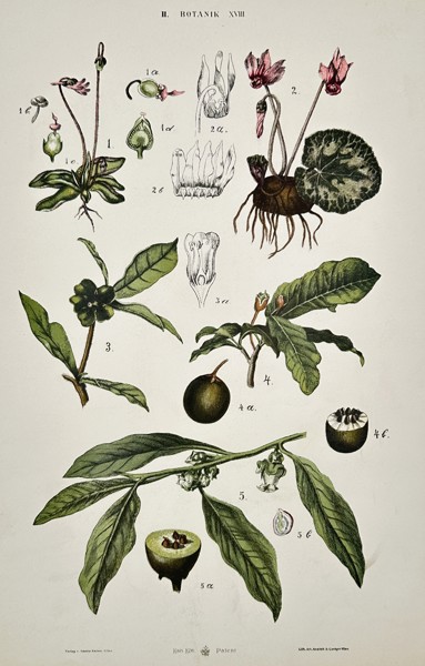 Gustav von Hayek (1836–1911) – Botanical Study of Cyclamen and Woody Plants – Chromolithograph (c. 1885)
