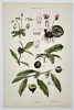 Gustav von Hayek (1836–1911) – Botanical Study of Cyclamen and Woody Plants – Chromolithograph (c. 1885)