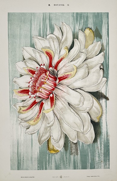 Gustav von Hayek (1836–1911) – Queen of the Night Cactus Bloom – Chromolithograph (c. 1885)
