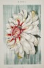 Gustav von Hayek (1836–1911) – Queen of the Night Cactus Bloom – Chromolithograph (c. 1885)