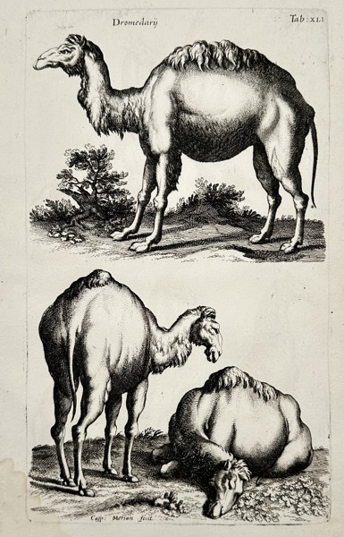 Johannes Jonstonus (1603–1675) – Dromedary Camels – Copper engraving (1650)