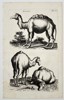 Johannes Jonstonus (1603–1675) – Dromedary Camels – Copper engraving (1650)