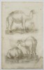 Johannes Jonstonus (1603–1675) – Dromedary Camels – Copper engraving (1650)
