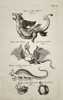 Johannes Jonstonus (1603–1675) – Mythical Creatures and Jenny Hanivers – Copper engraving (1650)