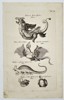 Johannes Jonstonus (1603–1675) – Mythical Creatures and Jenny Hanivers – Copper engraving (1650)