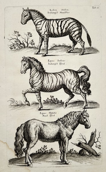 Johannes Jonstonus (1603–1675) – Zebra and Exotic Equines – Copper engraving (1650)