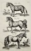 Johannes Jonstonus (1603–1675) – Zebra and Exotic Equines – Copper engraving (1650)