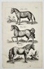Johannes Jonstonus (1603–1675) – Zebra and Exotic Equines – Copper engraving (1650)
