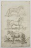 Johannes Jonstonus (1603–1675) – Zebra and Exotic Equines – Copper engraving (1650)